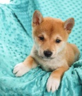 ڞasn� Shiba inu. Tato �t��ata jsou hrav� a zdrav�. Hledaj� miluj�c� a nav�dy domov. M�me mu�e a �eny.