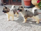 bezplatná dvojice amerických štěňat akita, očkovaných a zdravotně registrovaných, zdarma k adopci bezplatná dvojice amerických štěňat akita, očkovaných a zdravotně registrovaných, zdarma k adopci