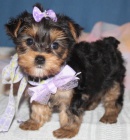 york��rsk� teri�r miniaturn� �t��ata