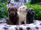 Labrador - světlá štěňátka Labrador - světlá štěňátka