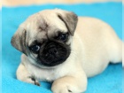 Mops bez PP Mops bez PP