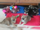 Shiba-Inu Shiba-Inu