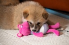 Akita-inu štěňátka  Akita-inu štěňátka