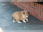 (samci a samice) štěňata sheltie ve věku 12 týdnů k adopci (samci a samice) štěňata sheltie ve věku 12 týdnů k adopci