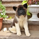 tři adoptovatelné akity pro adopci zdarma.1 muži a 2 ženy tři adoptovatelné akity pro adopci zdarma.1 muži a 2 ženy
