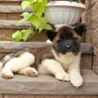 tři adoptovatelné akity pro adopci zdarma.1 muži a 2 ženy tři adoptovatelné akity pro adopci zdarma.1 muži a 2 ženy