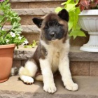 tři adoptovatelné akity pro adopci zdarma.1 muži a 2 ženy tři adoptovatelné akity pro adopci zdarma.1 muži a 2 ženy