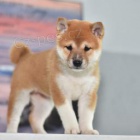 tři adoptovatelné akita pro adopci zdarma.1 muži a 2 ženy tři adoptovatelné akita pro adopci zdarma.1 muži a 2 ženy