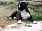 N�meck� boxer