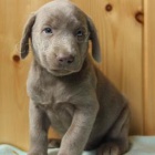 krsn tata labrador pro mue a eny k dispozici zdarma