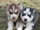 Sibisk husky tata s PP