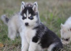 Sibirsk husky - tenata s PP