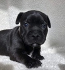 �t���tka Staford��rsk�ho bullteri�ra