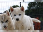 Štěně - Sibiřský Husky  Štěně - Sibiřský Husky