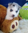 Štěně - Sibiřský Husky Štěně - Sibiřský Husky