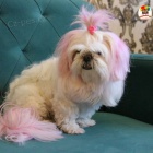 �t��ata Shih Tzu