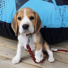 krsn samec a samice beagle tata k adopci