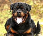 Rottweiler štěňata s pp Rottweiler štěňata s pp