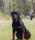 Rottweiler tata s pp