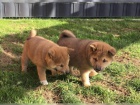 �istokrevn� �t��ata shiba inu pro v�s, v�no�n� d�rek