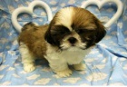 tat shih tzu zdarma k adopci !! 10