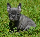 �t��ata francouzsk�ho buldoka