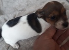 K dispozici Miniaturní štěňata Jack Russell K dispozici Miniaturní štěňata Jack Russell