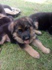 Německý ovčák - štěňátka NO s PP, výběr. chov. Německý ovčák - štěňátka NO s PP, výběr. chov.