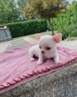 čivava štěňata hledající nový domov pro adopci zdarma kontakt nyní se svým číslem Whatsapp čivava štěňata hledající nový domov pro adopci zdarma kontakt nyní se svým číslem Whatsapp