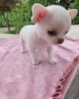čivava štěňata hledající nový domov pro adopci zdarma kontakt nyní se svým číslem Whatsapp čivava štěňata hledající nový domov pro adopci zdarma kontakt nyní se svým číslem Whatsapp