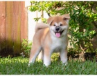 adopce adopce štěňata akita inu samci a samice hledající nový domov adopce adopce štěňata akita inu samci a samice hledající nový domov