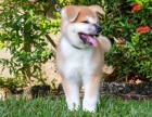 adopce adopce štěňata akita inu samci a samice hledající nový domov adopce adopce štěňata akita inu samci a samice hledající nový domov