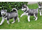 Registrovaná huská štěňata  Registrovaná huská štěňata