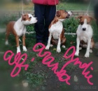 Americk� staford��rsk� teri�r s PP