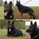 Prodám štěňata německého ovčáka Prodám štěňata německého ovčáka