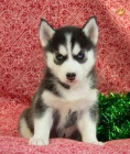 Sibiřské Husky štěňata na Vánoce. Sibiřské Husky štěňata na Vánoce.