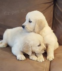 Zlatý retriever štěňatka..5000 kč. Zlatý retriever štěňatka..5000 kč.