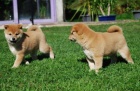 Shiba-Inu na Vánoce. Shiba-Inu na Vánoce.