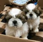 Shih Tzu štěňatka na Vánoce. Shih Tzu štěňatka na Vánoce.