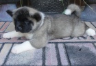 Akita-inu na Vánoce. Akita-inu na Vánoce.