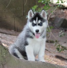 Sibi�sk� Husk� d�tsk� rodokmen