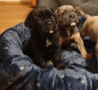 �t�n�tka Cane Corso s PP