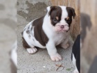 Akita-inu s PP Akita-inu s PP
