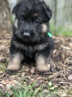 Štěňata německého ovčáka (REX a ROCKY) Štěňata německého ovčáka (REX a ROCKY)