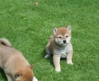 Shiba-Inu Shiba-Inu