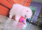 Německý špic Pomeranian Německý špic Pomeranian