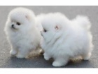 Pomeranian je malé psí plemeno, s počáteční hmotností 3 libry,  Pomeranian je malé psí plemeno, s počáteční hmotností 3 libry,
