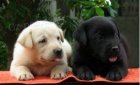 Labradorský retríver, Predám psíka Labradorský retríver, Predám psíka