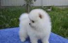Pomeranian Pomeranian