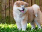 dvě krásná štěňata od psů a fena akita inu k adopci spolu s číslem Whatsapp dvě krásná štěňata od psů a fena akita inu k adopci spolu s číslem Whatsapp